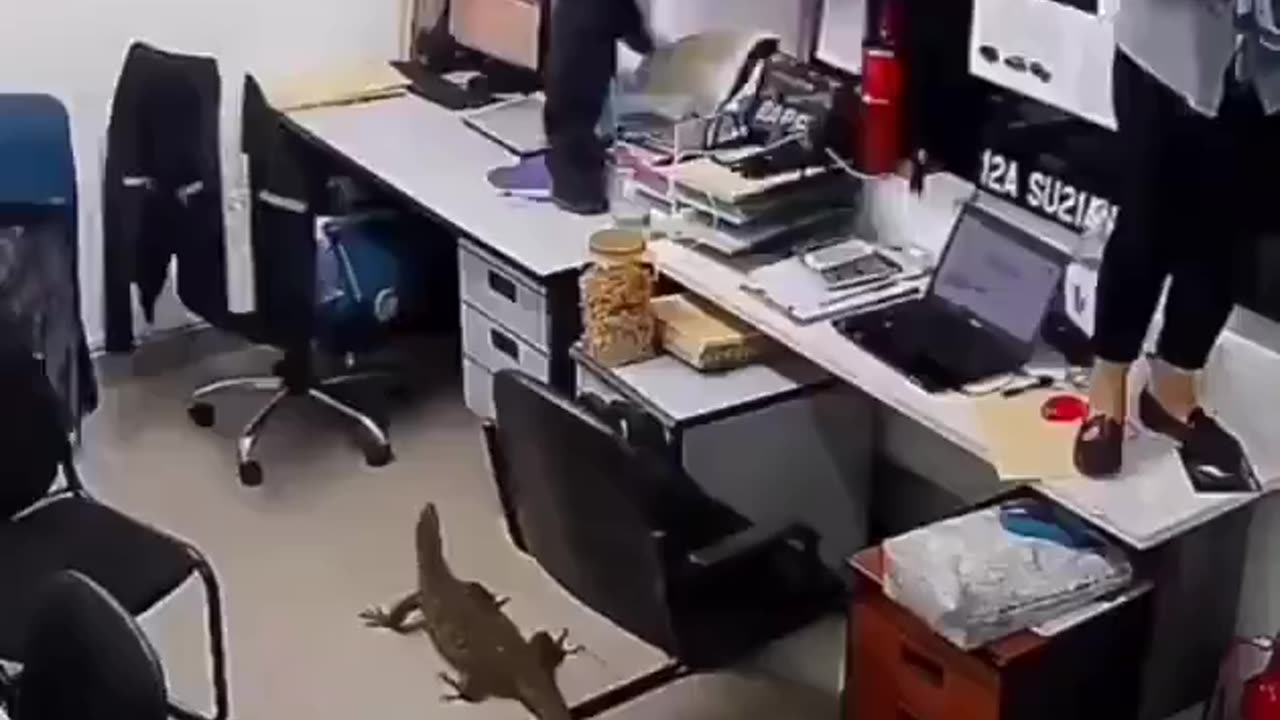 Surprise visitor