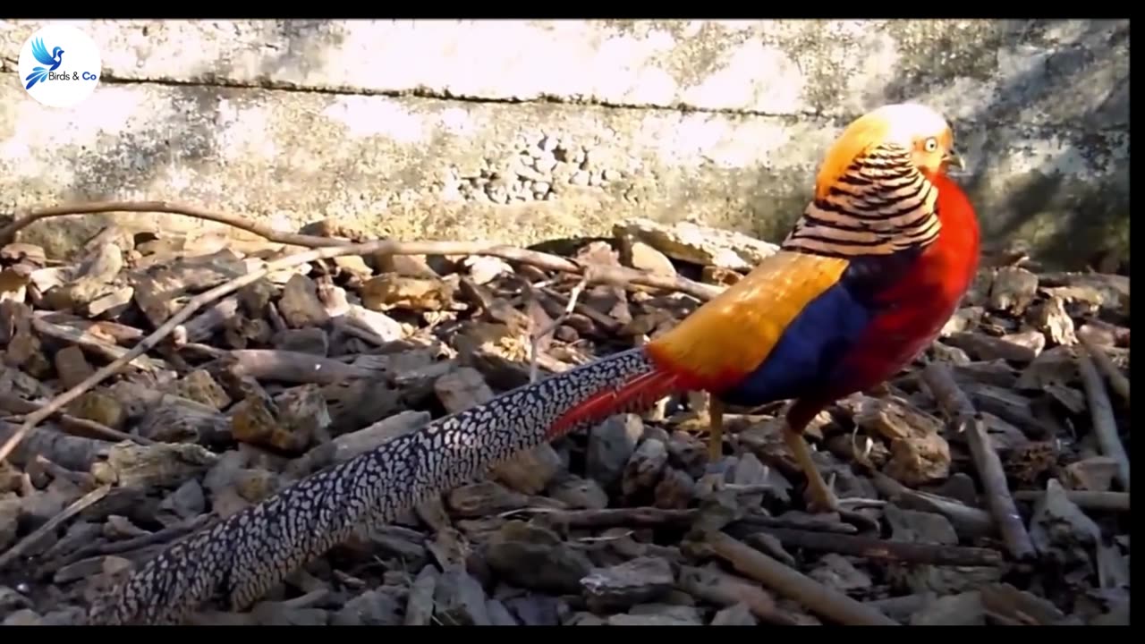 Golden Pheasant and Other Rare Birds Part 1