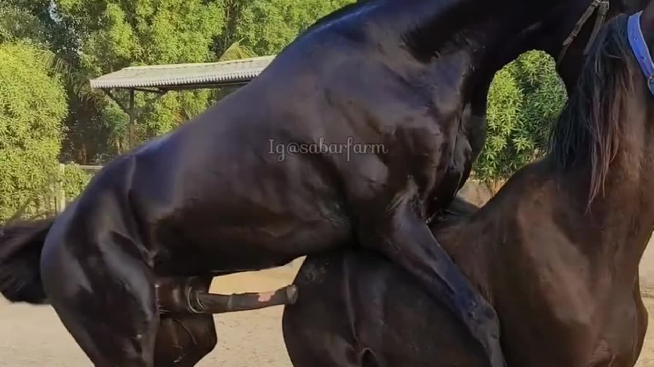 Animaux sexy
