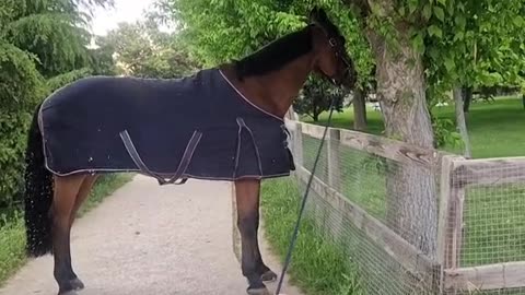 Puppies Play With Horse's Tether