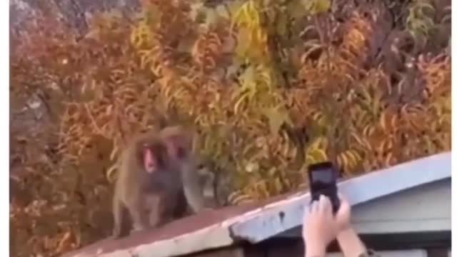 Please celebrate this video by supporting their work, following them, and goin