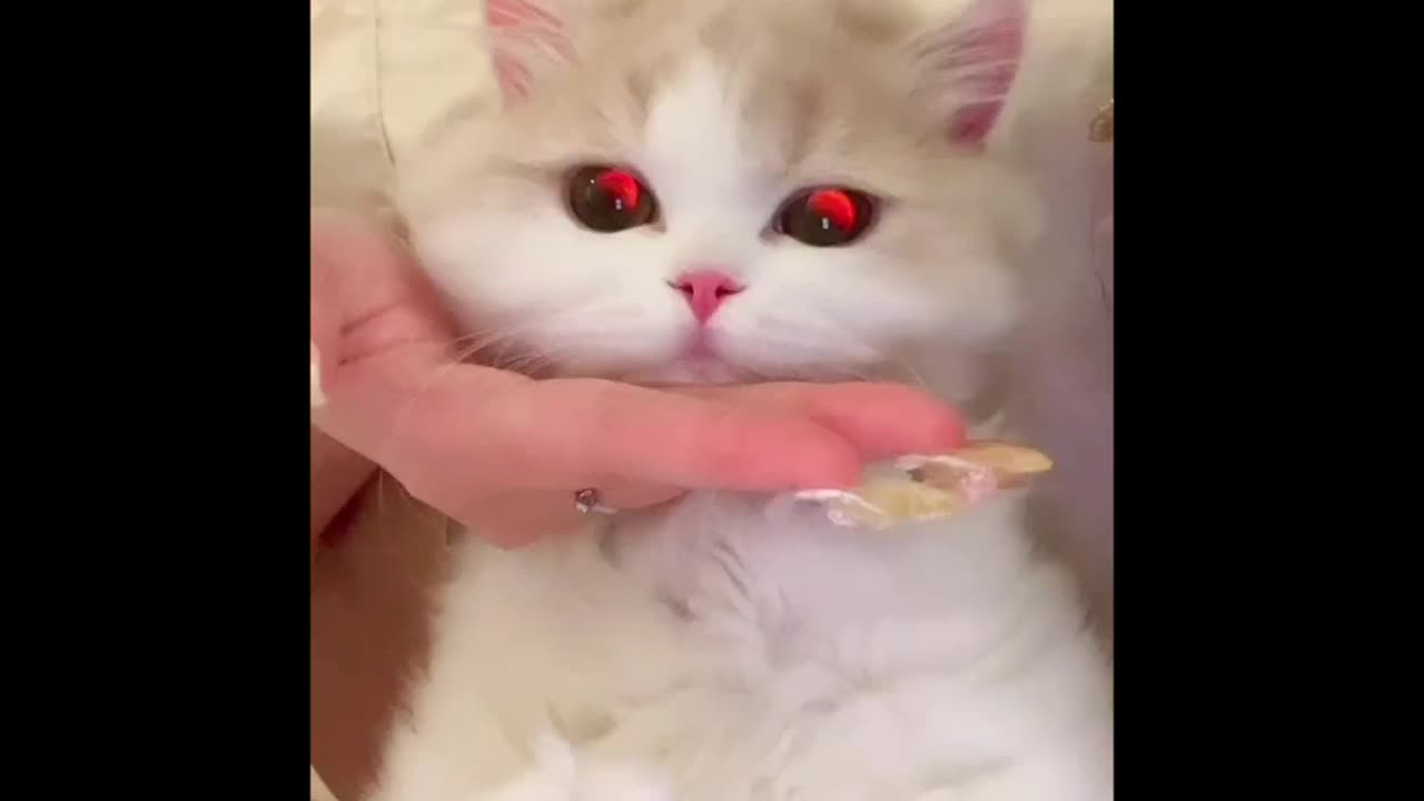 Funny pets