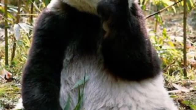 Animales Bebés Que de Grandes son Gigantes 😱 #shorts #tendencias