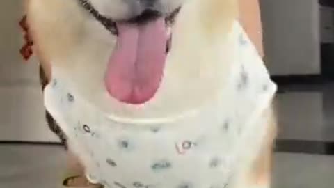 Heartwarming Puppy Fashion: Watch an Adorable Puppy Put on a Shirt! #puppy