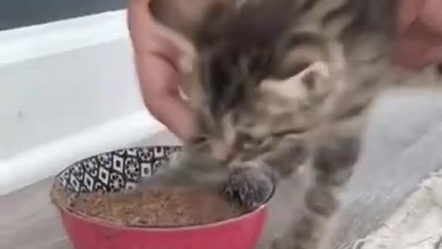 See when cat fully trained by his owner_cute cat_passed training
