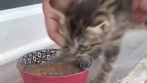 See when cat fully trained by his owner_cute cat_passed training