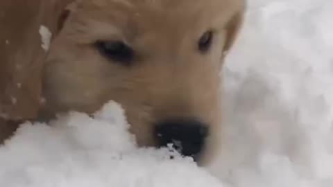 The cutest little snow bunny 😍🐰