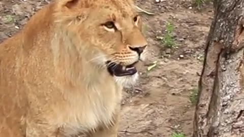 100 YEAR OLD ANIMALS THAT STILL EXIST TODAY!!!!!!