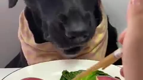 Apple labrador cute pet.