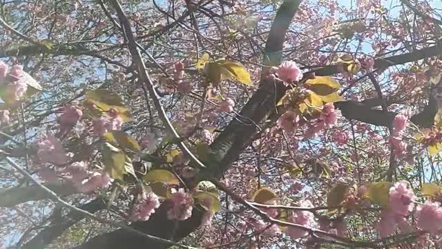 Spring 💔🌸🌸🌸