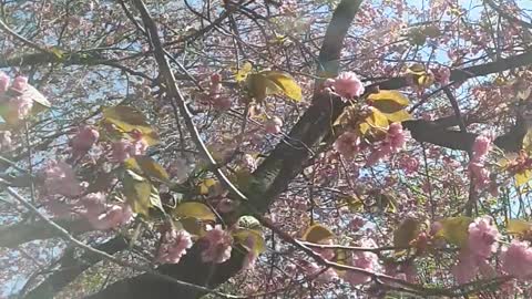 Spring 💔🌸🌸🌸