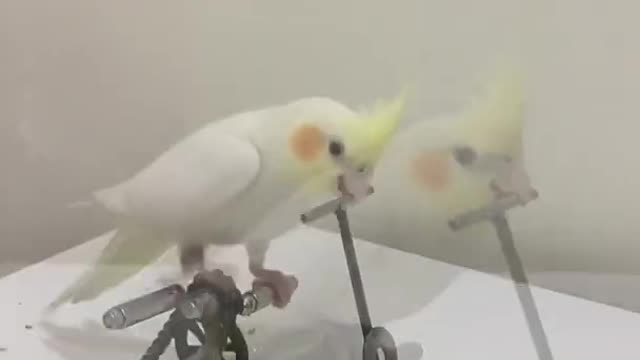 parrot funny compilation 🐦💘 smart parrot farm training 🍁 parrot talking tiktoks 41