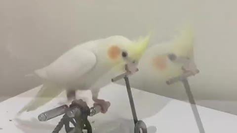 parrot funny compilation 🐦💘 smart parrot farm training 🍁 parrot talking tiktoks 41