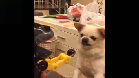 Funny And Laugh Animal Videos _ Try Not To Laugh_ Viral 4