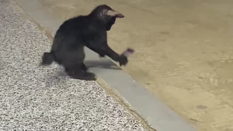 Egyptian mau playing in street