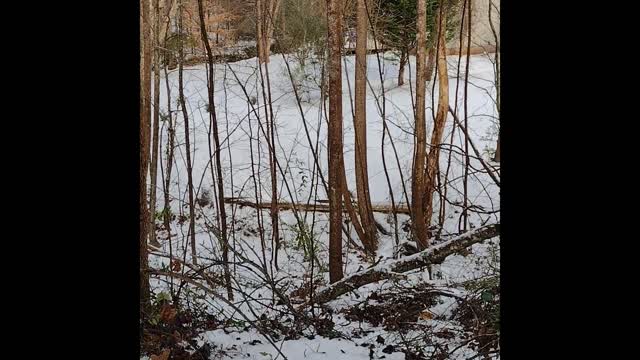 Snow in Mebane, NC 1/17/22 and 1/22/22