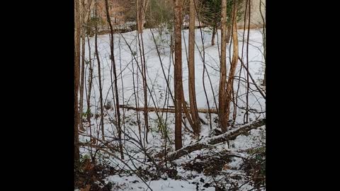 Snow in Mebane, NC 1/17/22 and 1/22/22