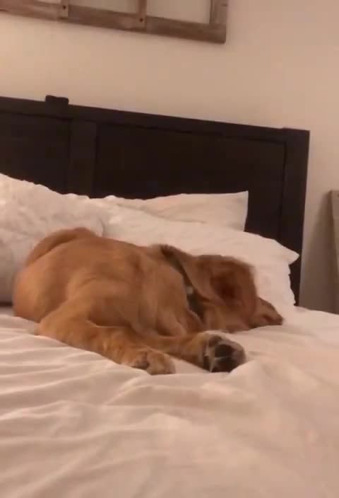 20201224文贵先生GETTR⁵：我们床上见……一起跳起来吧……