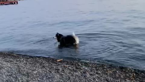 Dipping paws into the lake!