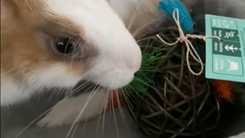 cutest bunny is playing#trending #new rabbits status# man mast magan ??