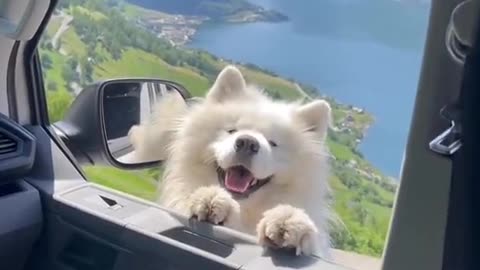 my cute dog funny moments😜