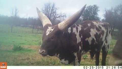 Watusi Bull Oscar