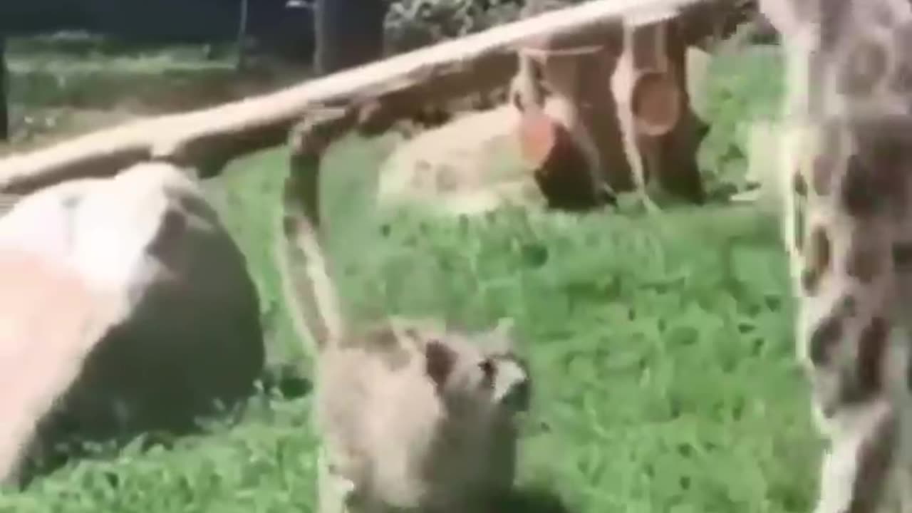 Simply They are Funny