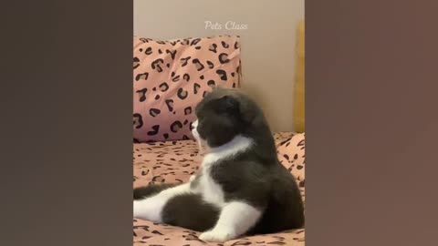 Funniest Animal Videos😂 - Best Cats😹 and Dogs🐶 Videos 2023! Part 5