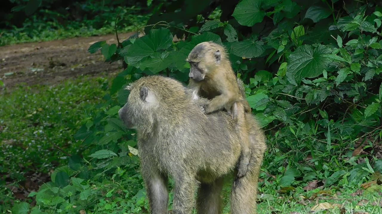 Baboon Baby Grooming Its Mother