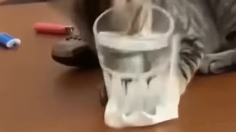 Cute cats amazing funny video try not to laugh