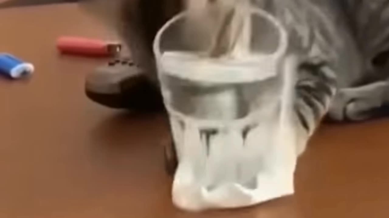Cute cats amazing funny video try not to laugh