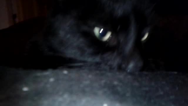 Salem the cat eats a treat in 10 seconds flat.