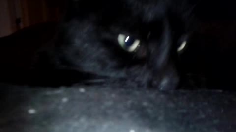 Salem the cat eats a treat in 10 seconds flat.