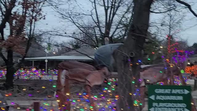 Enjoying the Christmas lights at the Toledo Zoo - 2
