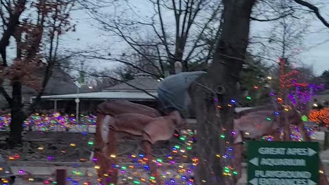 Enjoying the Christmas lights at the Toledo Zoo - 2