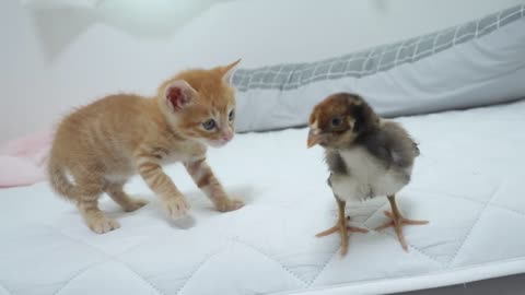 A Baby Kitten Greets a Tiny Chick for the First Time