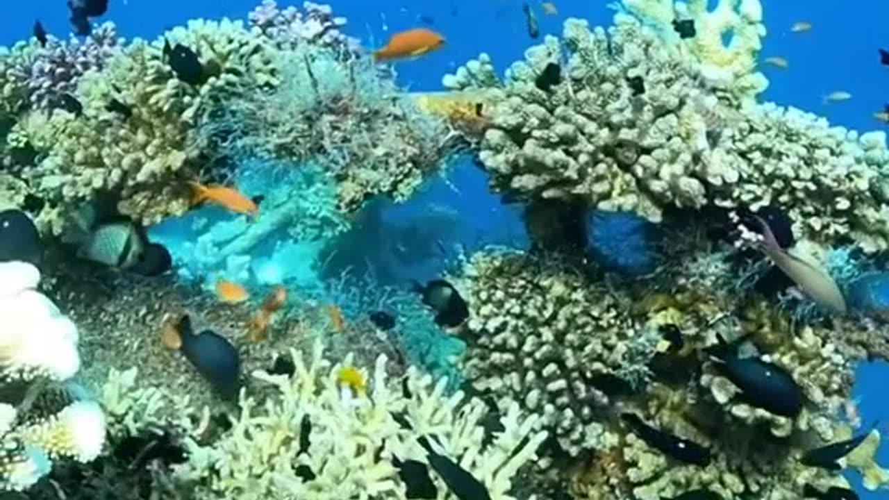 Amazing world
