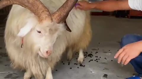 Magic✨🎩✨ video