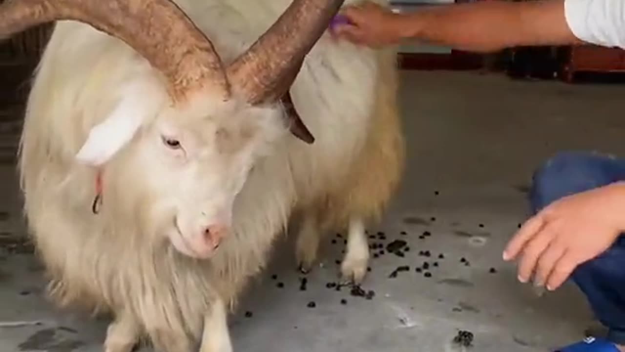 Magic✨🎩✨ video