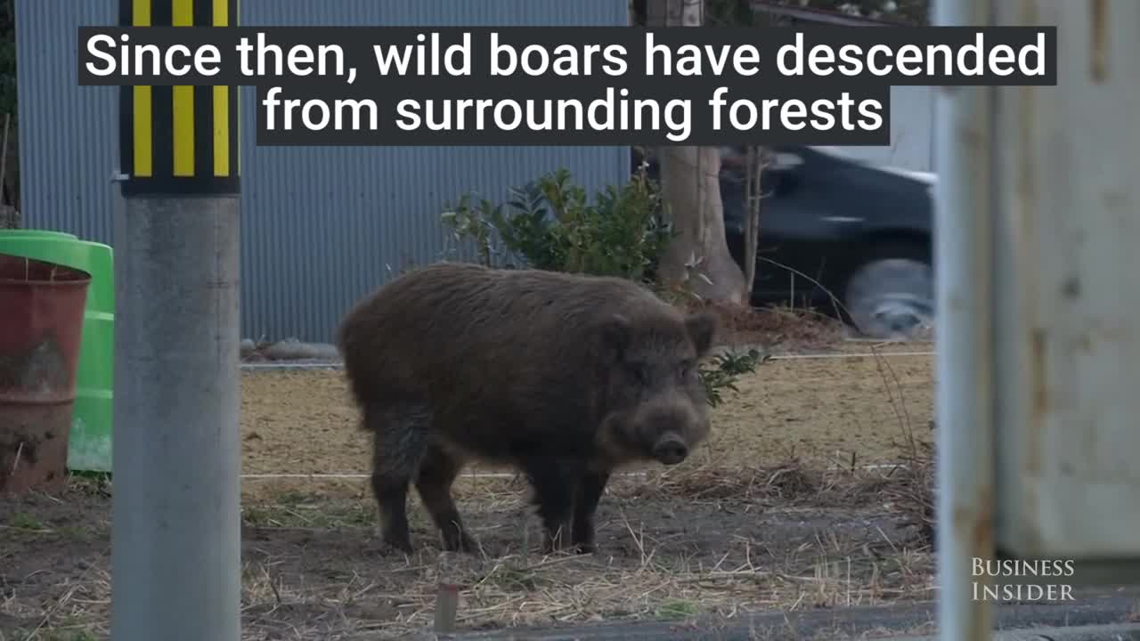 Hundreds of wild boars are roaming the radiation-hit areas of Japan