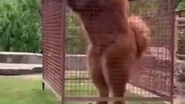 Dog video🔥🔥🔥🔥 funny # 13#