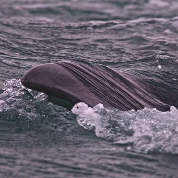 Wild Whale encounter 🐋