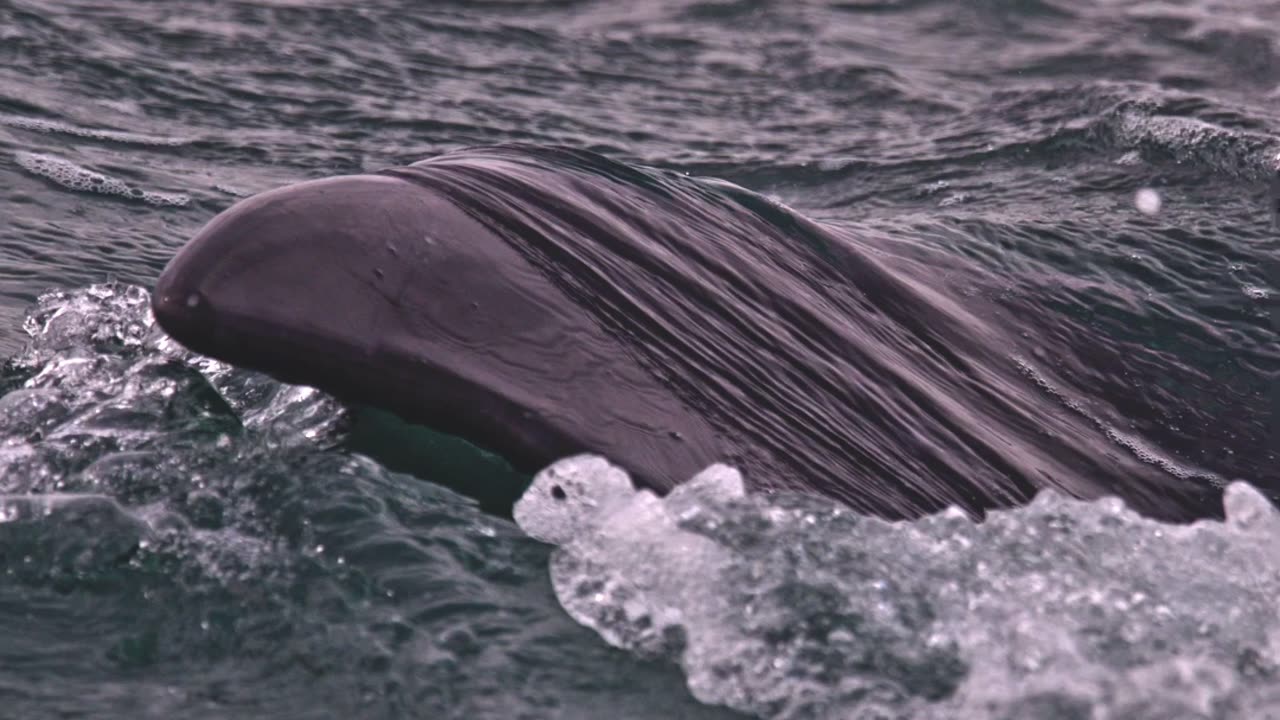 Wild Whale encounter 🐋