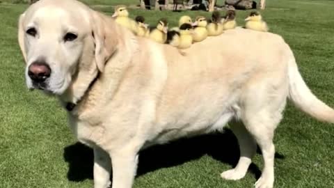 When Mother Duck Disappears, Dog Steps In As ‘Dad’ To Adorable Orphaned Ducklings