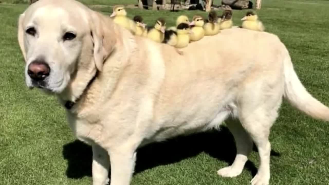 When Mother Duck Disappears, Dog Steps In As ‘Dad’ To Adorable Orphaned Ducklings