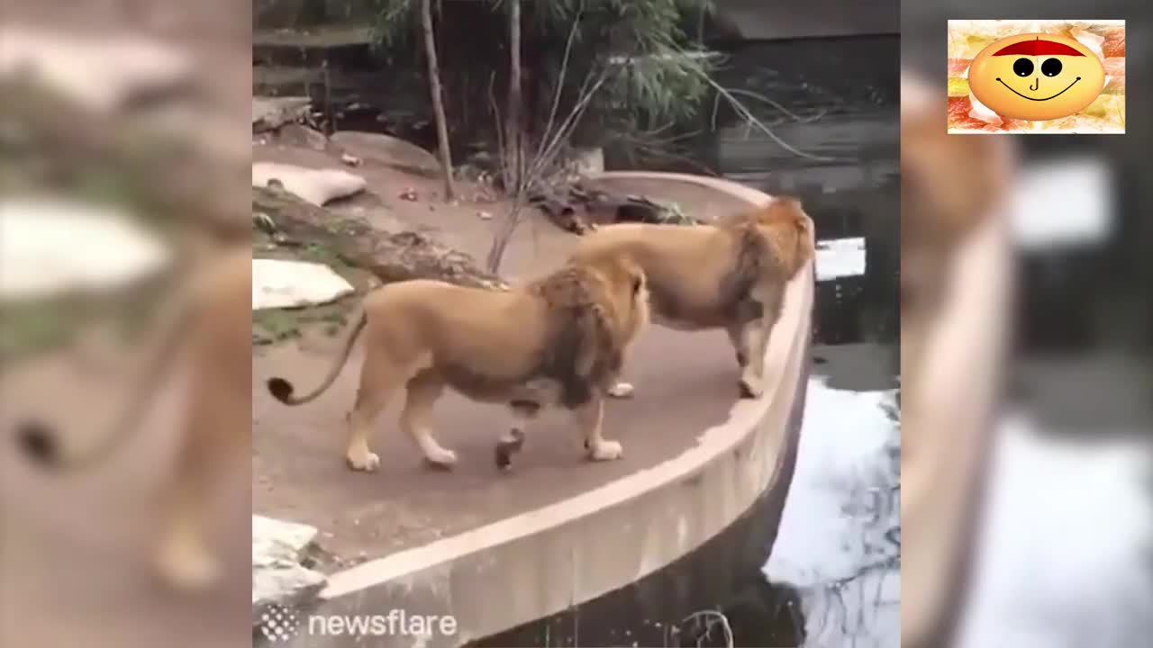 🤣Funny Animals Videos 2021🤣