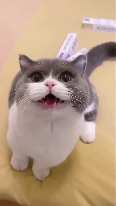 New Funny animal New video |funny video| try not to laugh