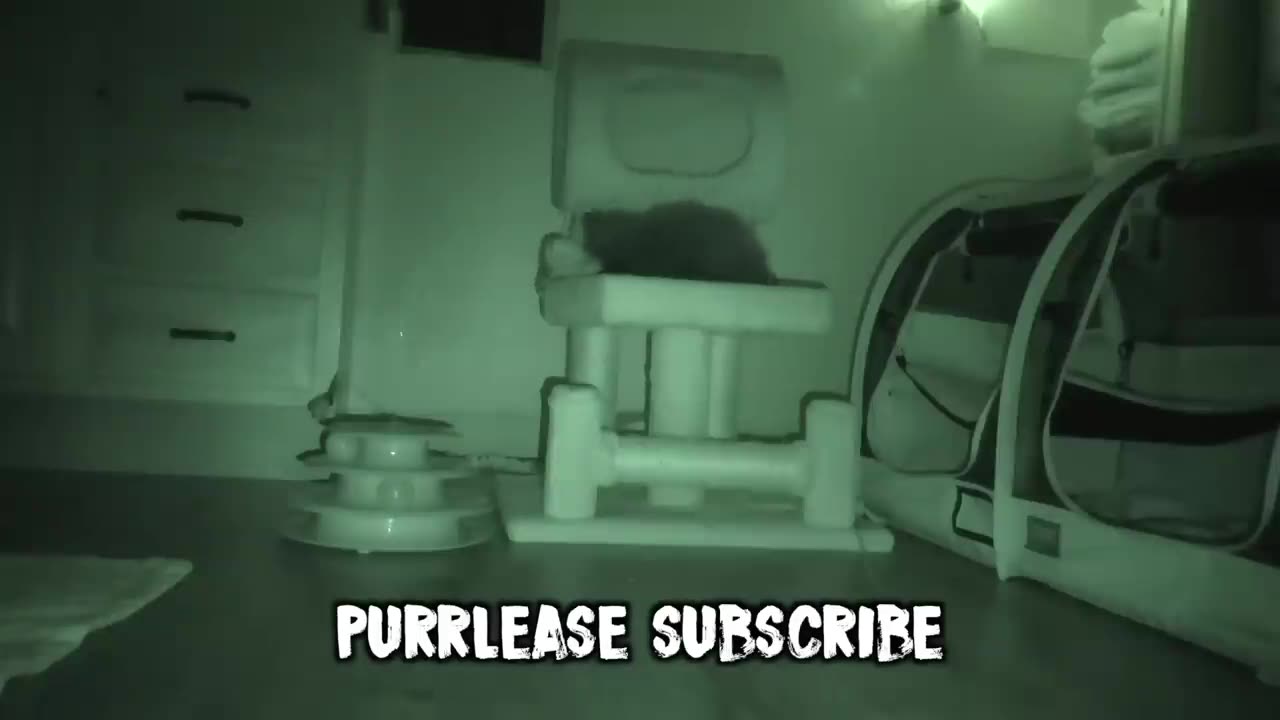What Kittens Do At Night...