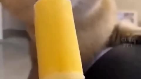 Cute funny Cats