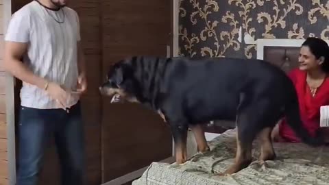 Dog Protecting Pregnant Wife: funny